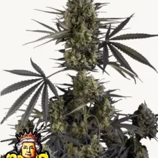 POUND CAKE Auto™